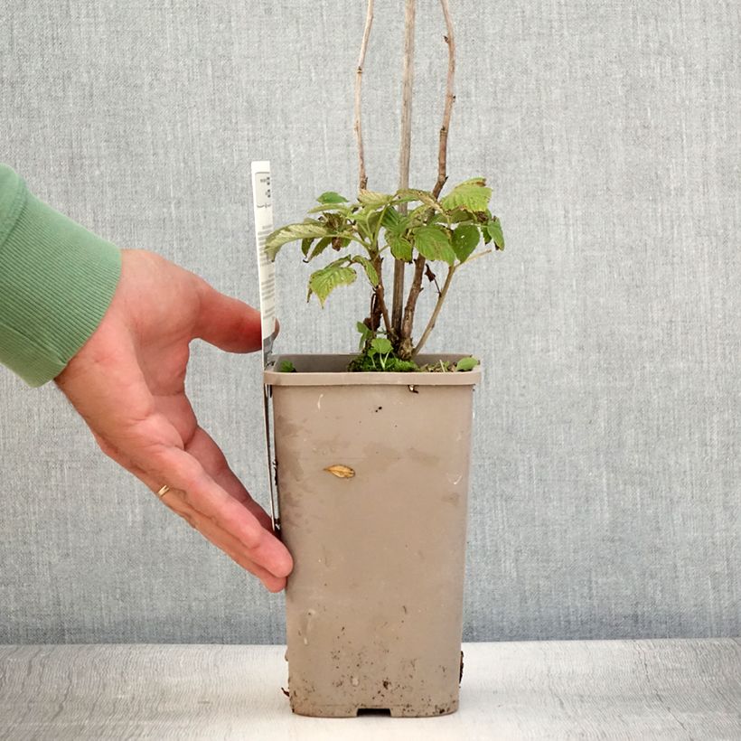 Ejemplar de Frambuesa Schlaraffia Plentiful Maceta 1,5L/2L, Formación arbustiva entregado en verano