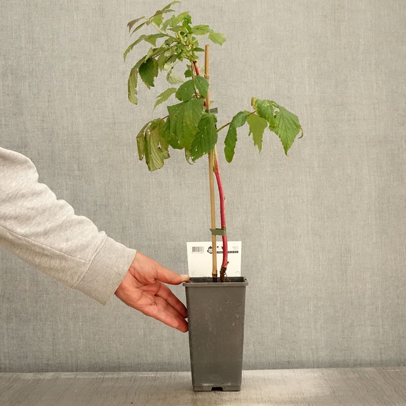 Ejemplar de Frambuesa Malling Passion Maceta 2L/3L entregado en otoño
