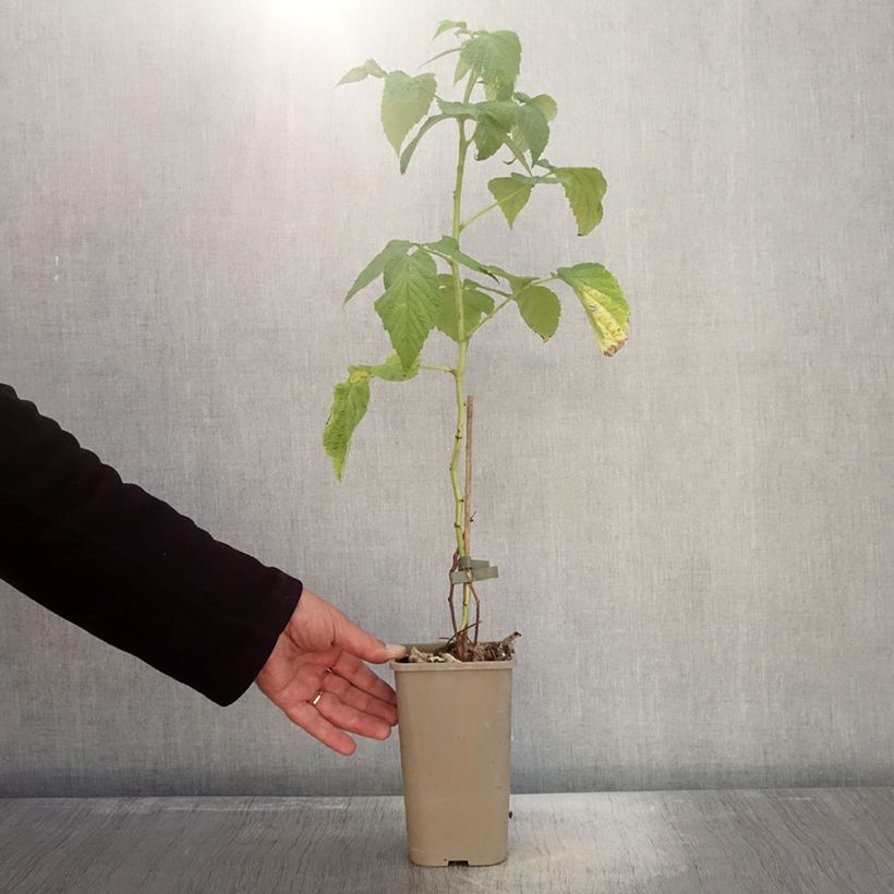 Ejemplar de Frambuesa Schlaraffia Golddigger Maceta 1,5L/2L, Formación arbustiva entregado en otoño