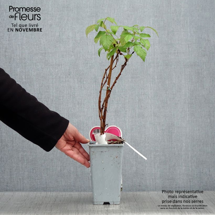 Ejemplar de Frambuesa Schönemann Maceta 1,5L/2L, Formación arbustiva entregado en otoño