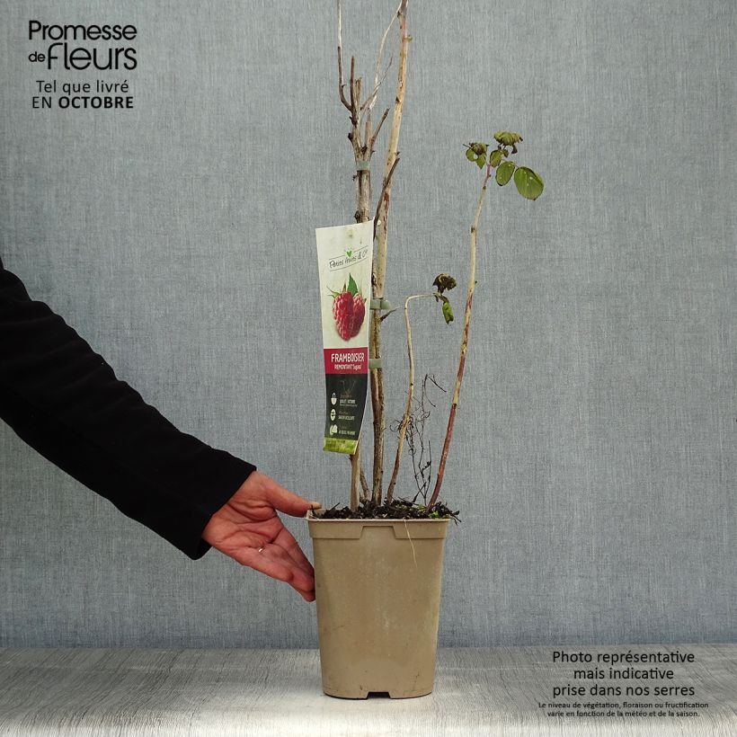 Ejemplar de Frambuesa Twotimer Sugana Red Maceta 1,5L/2L, Formación arbustiva entregado en otoño