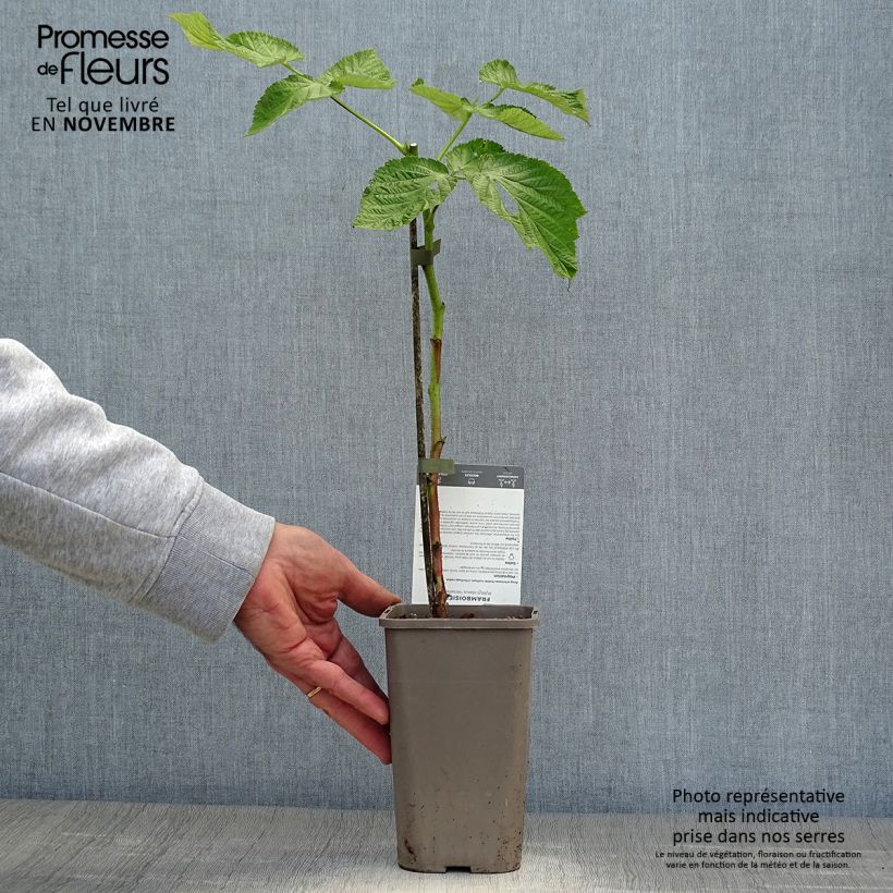 Ejemplar de Frambuesa Versailles Maceta 1L/1,5L, Formación arbustiva entregado en otoño
