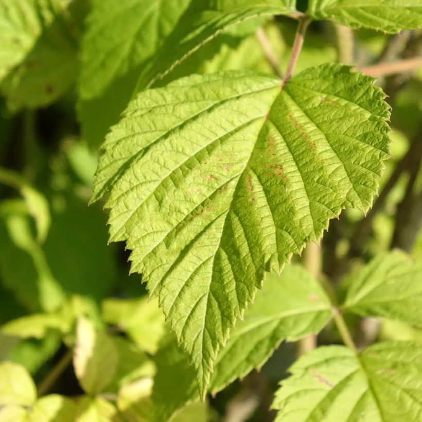 Frambuesa Willamette Bio (Follaje)