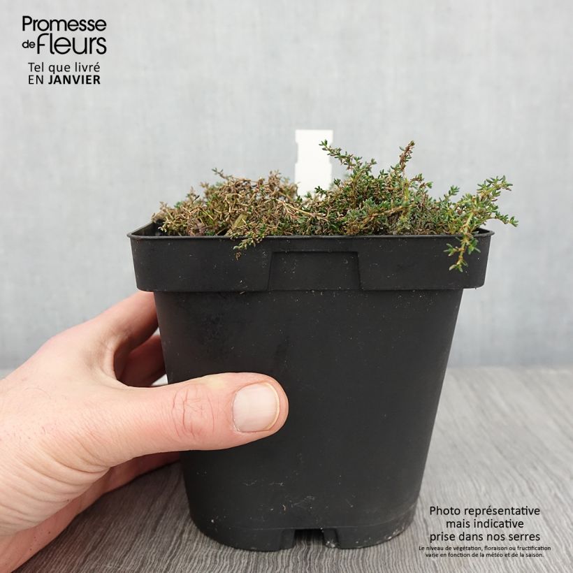 Frankenia laevis - Brezo de mar Maceta 2L/3L Ejemplar entregado en invierno