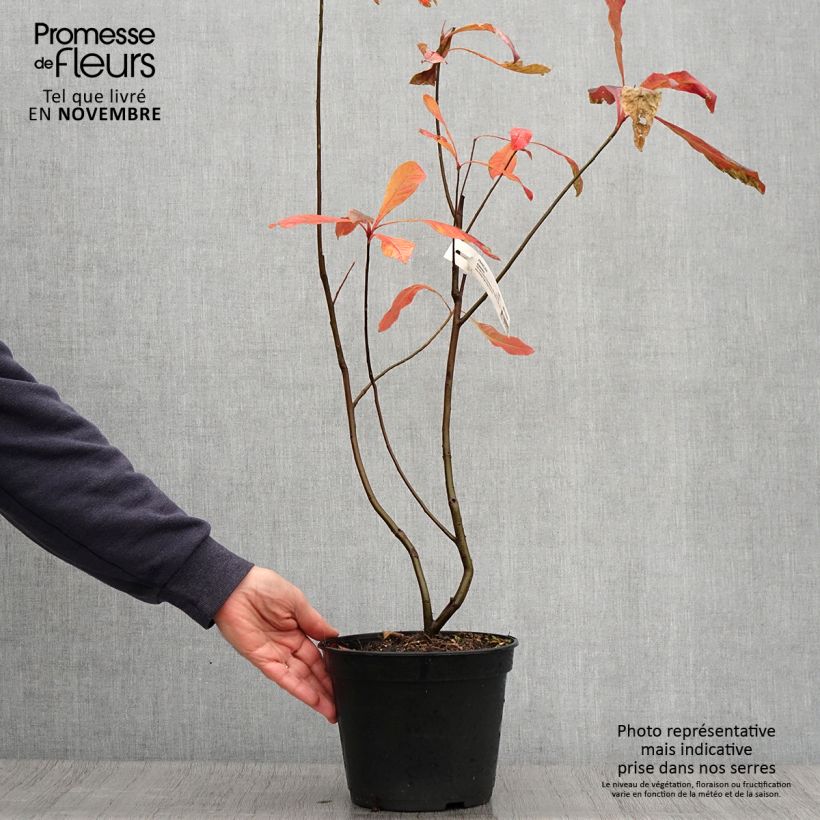 Ejemplar de Franklinia alatamaha - árbol de Franklin Maceta 4L/5L entregado en otoño