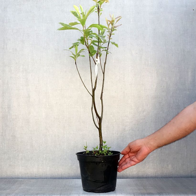 Ejemplar de Franklinia alatamaha - árbol de Franklin Maceta 4L/5LAltura de entrega aprox. 60/80cm entregado en verano