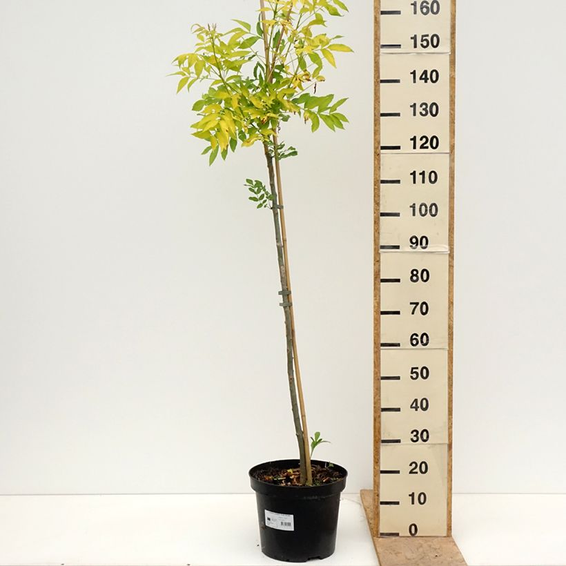 Fresno norteño Foliis Aureis - Fraxinus excelsior Maceta 12L/15L Ejemplar entregado en la primavera