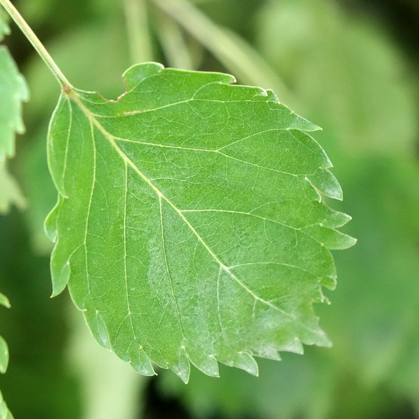 Fraxinus excelsior Heterophylla Pendula - Fresno norteño (Follaje)