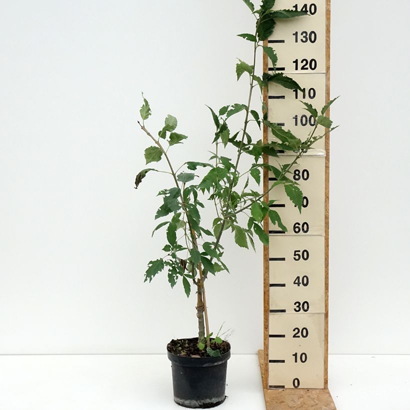 Ejemplar de Fraxinus excelsior Zygmunt Krasiński - Fresno norteño Maceta 7,5L/10L entregado en verano