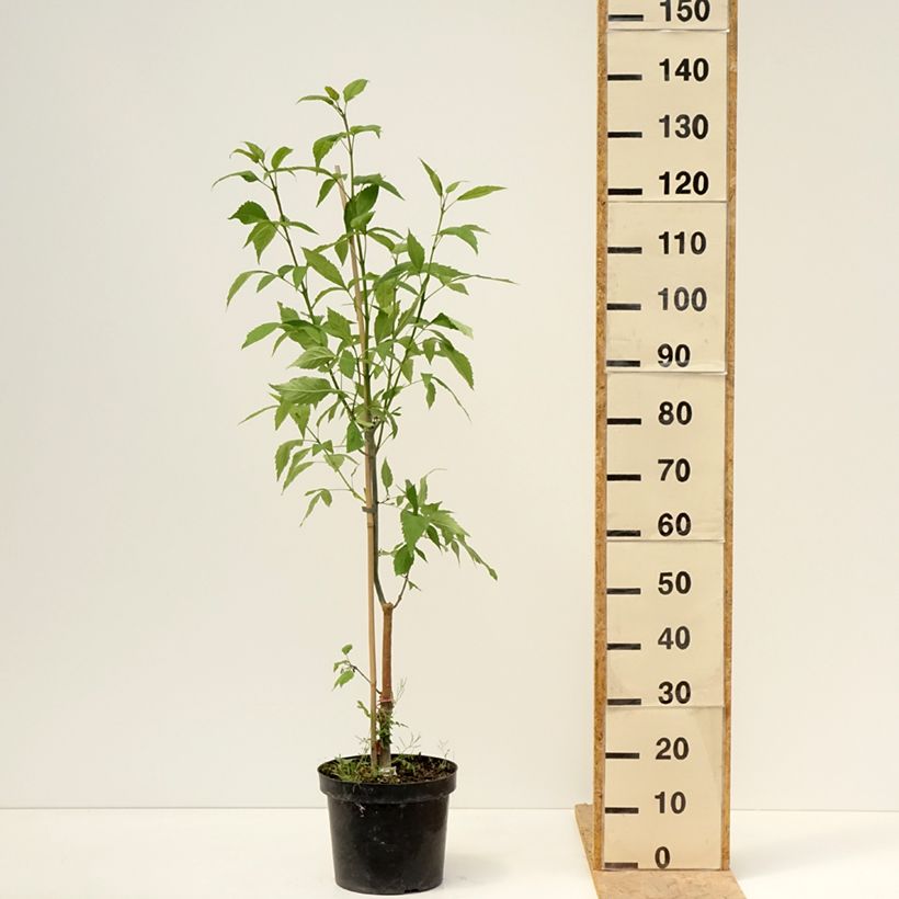 Fraxinus excelsior Zygmunt Krasiński - Fresno norteño Maceta 7,5L/10LAltura de entrega aprox. 160/180cm Ejemplar entregado en la primavera
