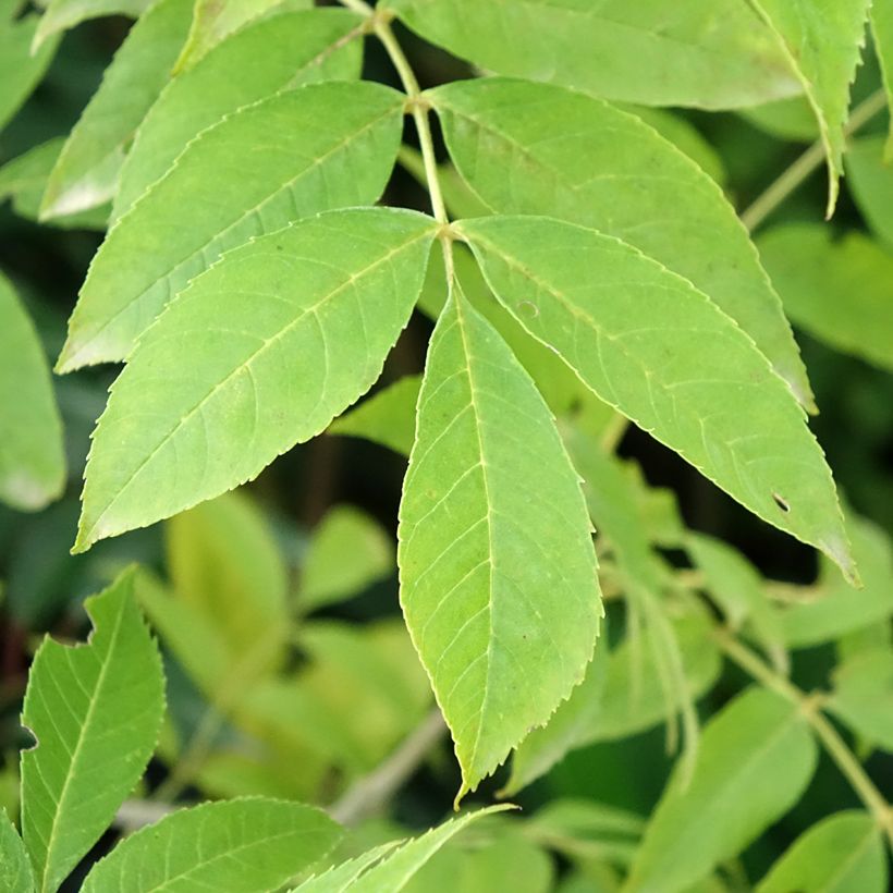 Fraxinus pennsylvanica Argenteomarginata - Fresno rojo americano (Follaje)