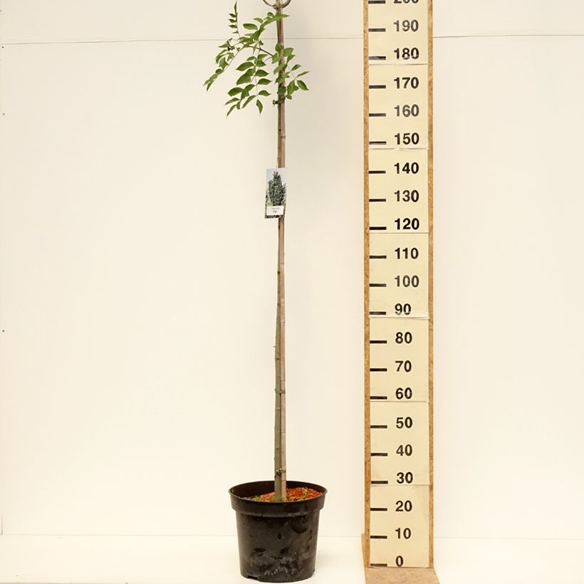 Fraxinus pennsylvanica Crispa - Fresno rojo americano Maceta 30L/35LAltura de entrega aprox. 180/200cm Ejemplar entregado en la primavera