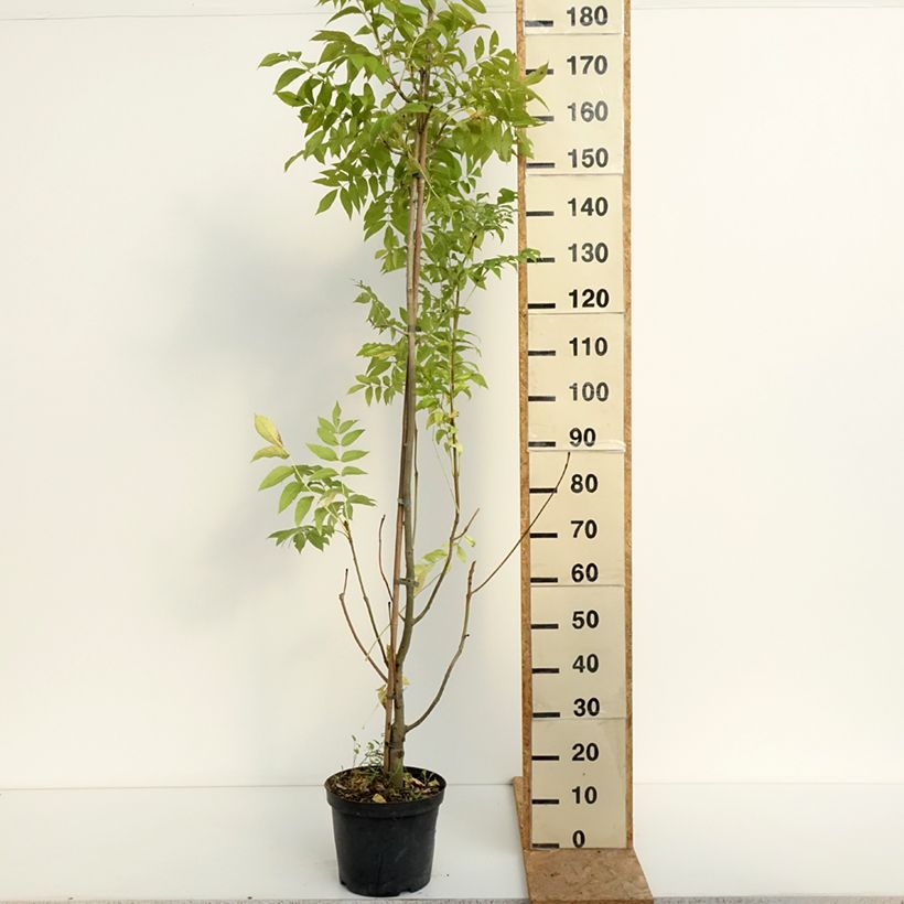 Ejemplar de Fresno norteño Argenteovariegata - Fraxinus excelsior Maceta 7,5L/10L entregado en verano