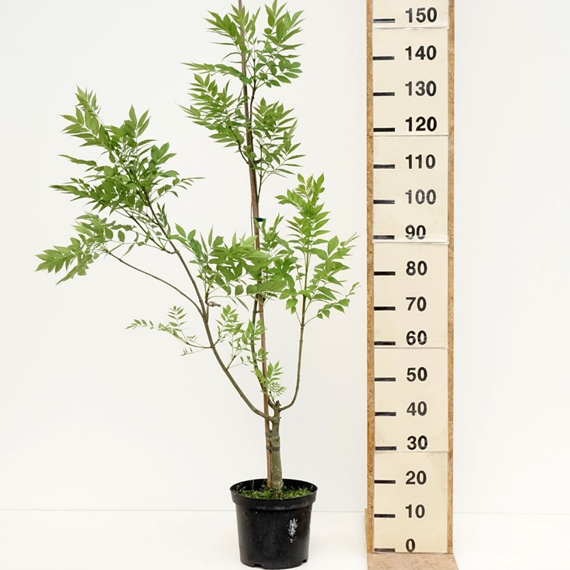 Fresno norteño Argenteovariegata - Fraxinus excelsior Maceta 7,5L/10LAltura de entrega aprox. 120/140cm Ejemplar entregado en la primavera