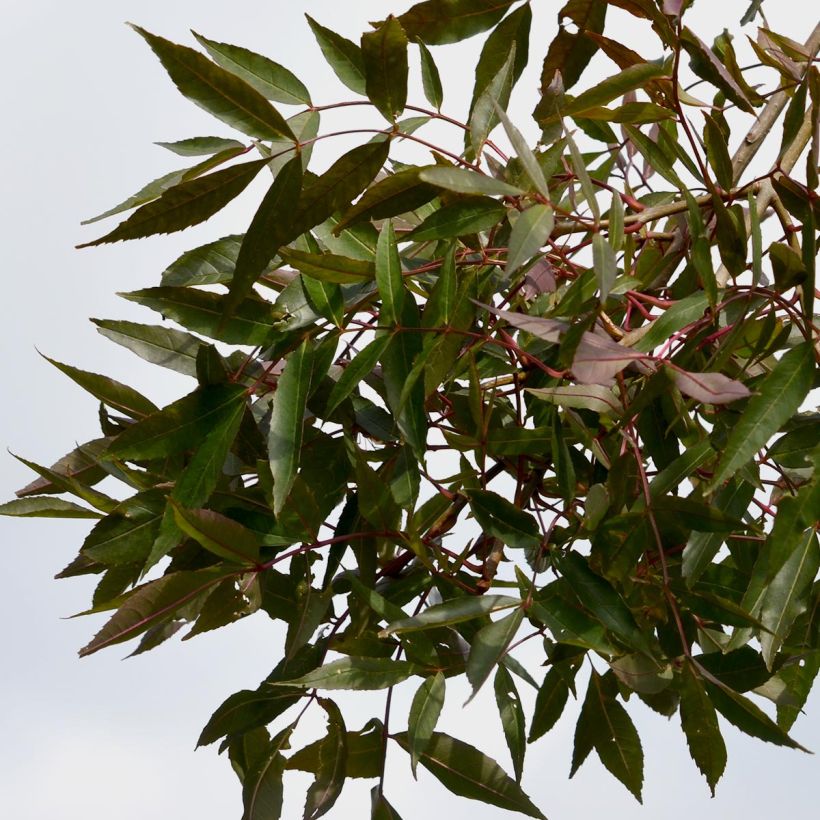 Ejemplo de ejemplar de Fresno de hoja estrecha - Fraxinus angustifolia Raywood Maceta 30L/35L tal y como se entrega
