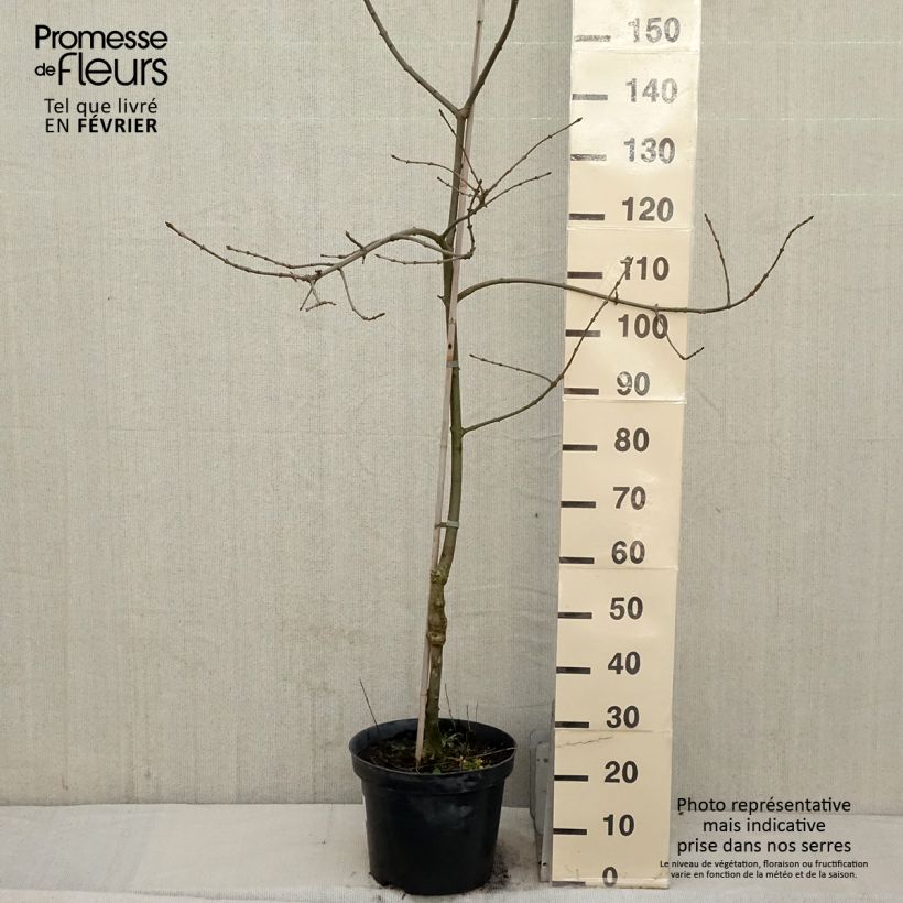 Fresno de hoja estrecha - Fraxinus angustifolia Variegata Maceta 12L/15L Ejemplar entregado en invierno