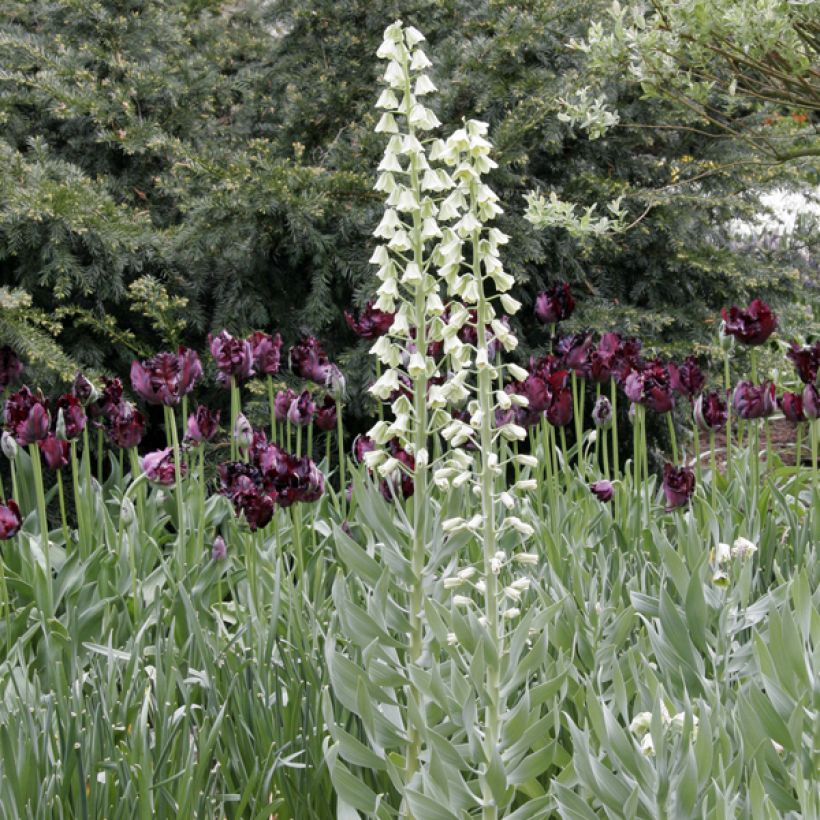 Ejemplo de ejemplar de Fritillaria persica Ivory Bells Bulbo calibre 20+ tal y como se entrega