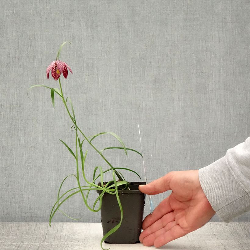 Ejemplar de Fritillaria meleagris - Tablero de damas Maceta de 8/9 cm calibre 6+ entregado en verano