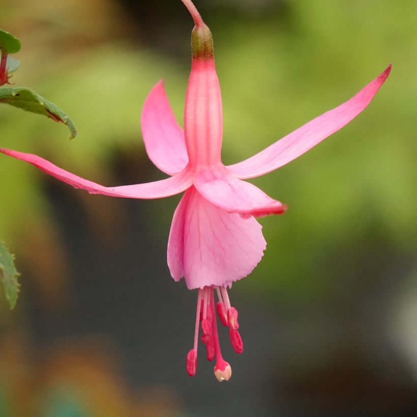 Fucsia Beacon rosa (Floración)