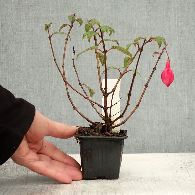 Ejemplar de Fucsia Bernadette Maceta de 8/9 cm entregado en otoño