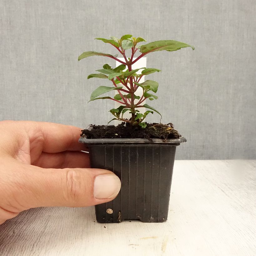Ejemplar de Fucsia Bernadette Maceta de 8/9 cm entregado en verano