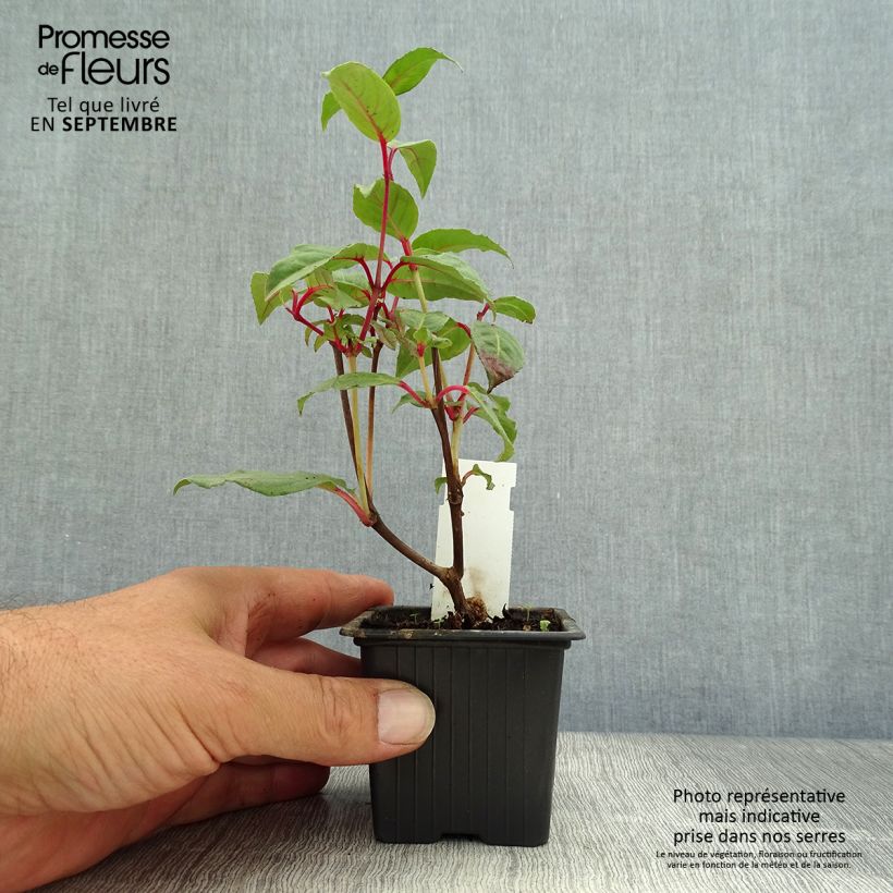 Ejemplar de Fucsia Black Princess Maceta de 8/9 cm entregado en otoño