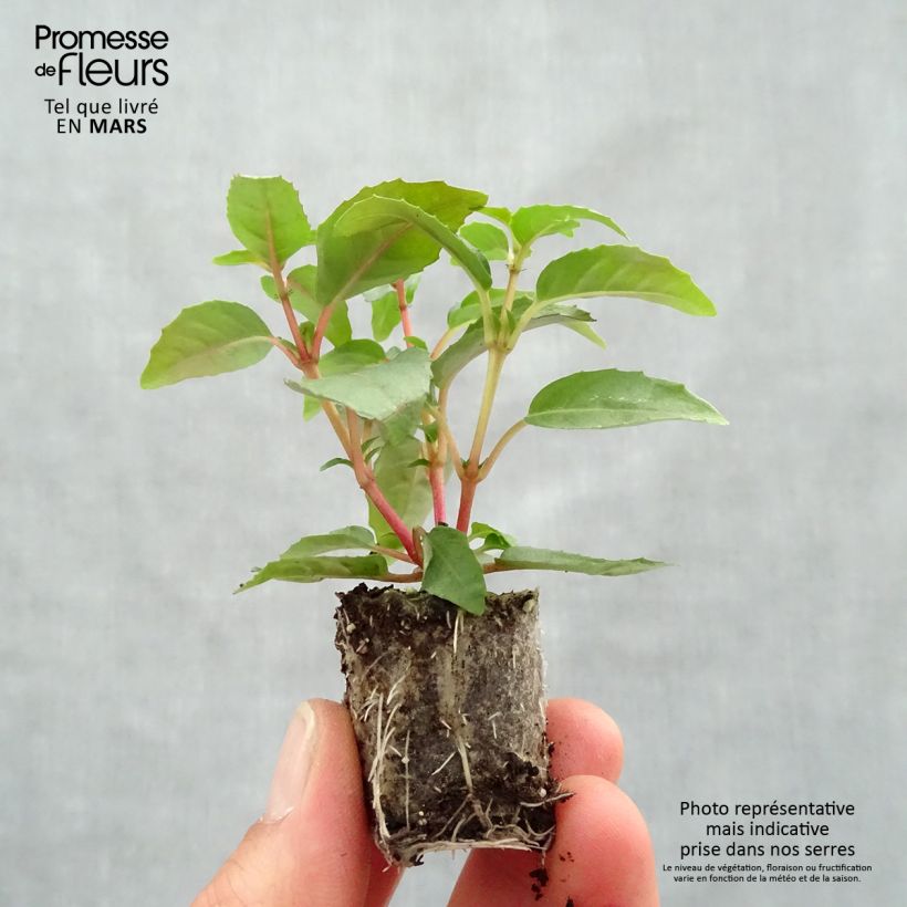 Fucsia Paula Jane minicepellón: Ø 3/4 cm Ejemplar entregado en la primavera
