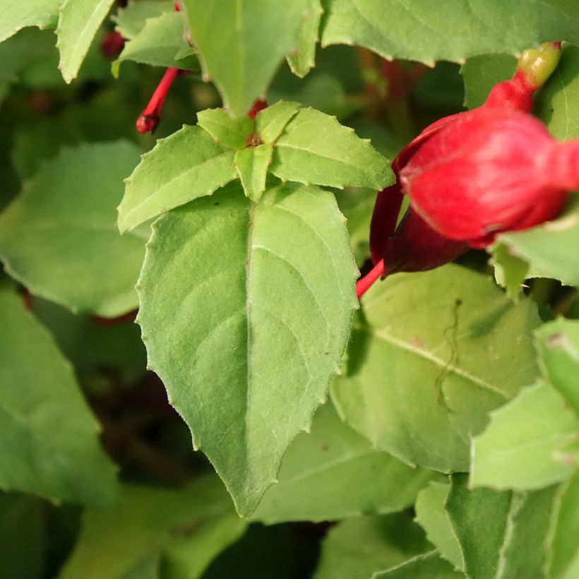 Fuchsia Chilli Red - Fucsia (Follaje)