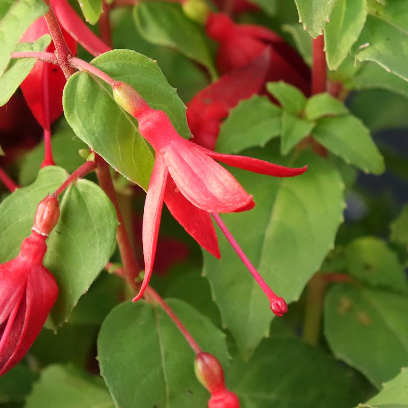 Fuchsia Chilli Red - Fucsia (Floración)