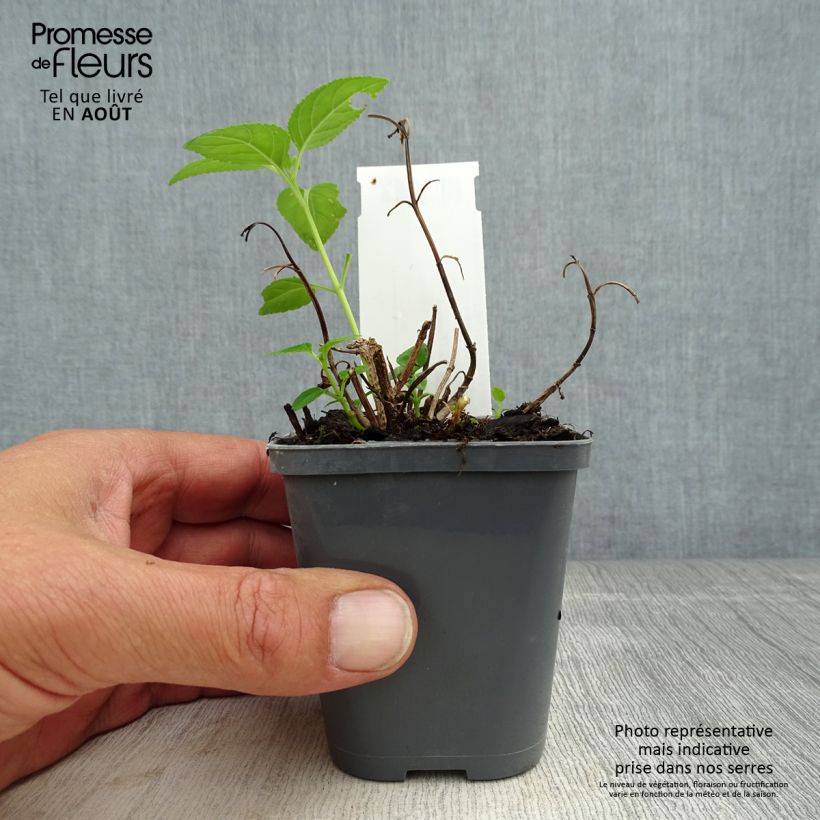Ejemplar de Phygelius aequalis Yellow Trumpet Maceta de 8/9 cmAltura de entrega aprox. 10/15cm entregado en verano