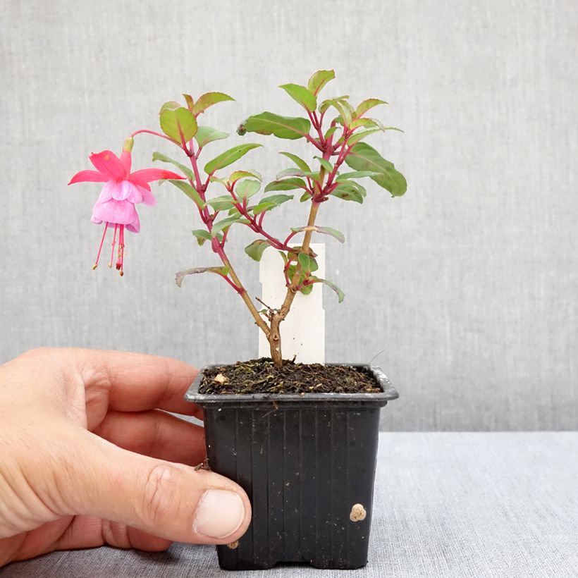 Ejemplar de Fucsia Heidi Ann Maceta de 8/9 cm entregado en verano