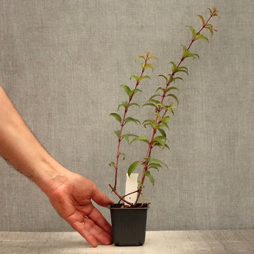 Ejemplar de Fucsia magellanica Maceta de 8/9 cm entregado en verano