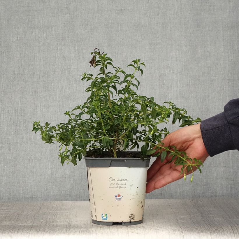 Fucsia magellanica Hawkshead Maceta 2L/3L Ejemplar entregado en la primavera