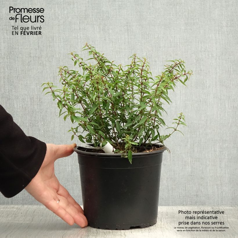 Fucsia magellanica Pumila Maceta 3L/4L Ejemplar entregado en invierno