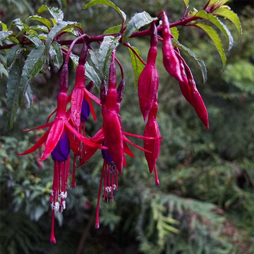 Fucsia magellanica Riccartonii (Floración)