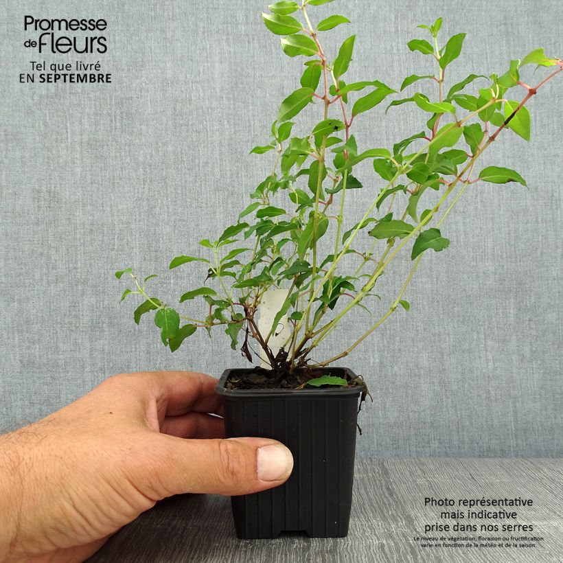 Ejemplar de Fucsia magellanica Riccartonii Maceta de 8/9 cm entregado en otoño