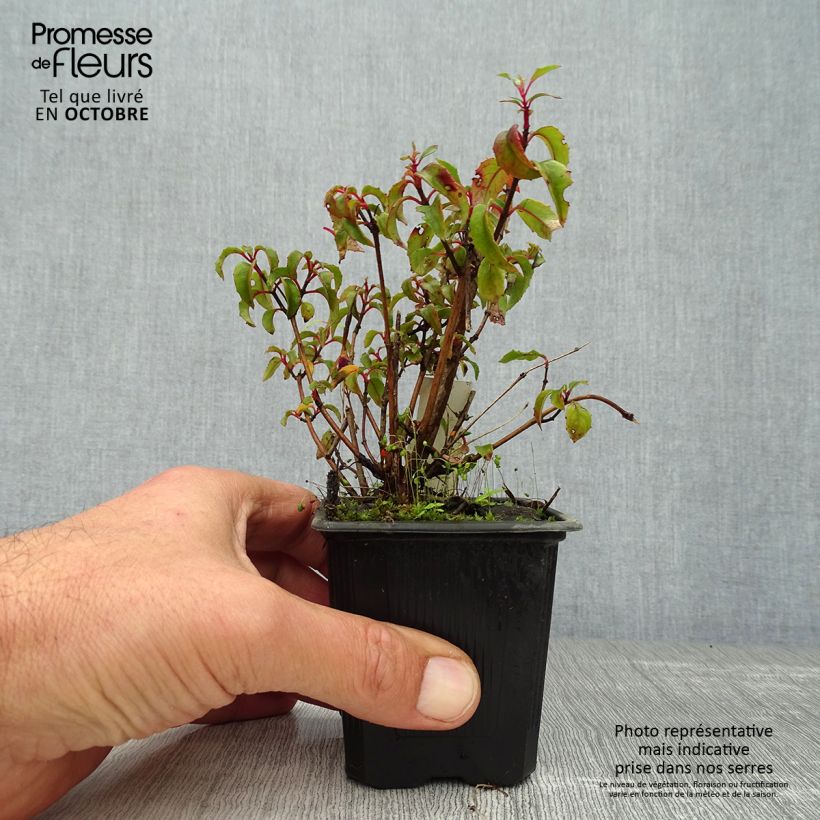 Ejemplar de Fucsia magellanica var. gracilis Maceta de 8/9 cm entregado en otoño