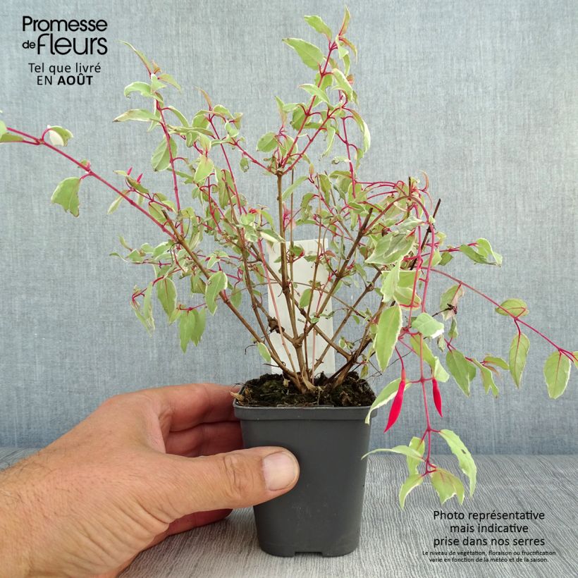Ejemplar de Fucsia magellanica Versicolor Maceta de 7/8 cm entregado en verano