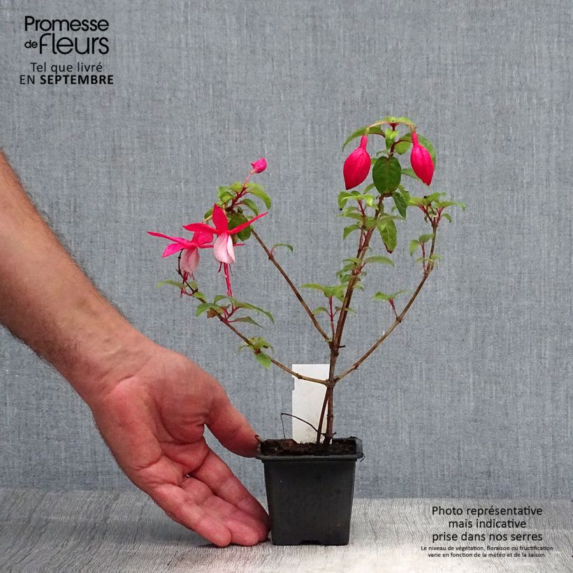 Ejemplar de Fucsia R.A.F Maceta de 8/9 cm entregado en otoño