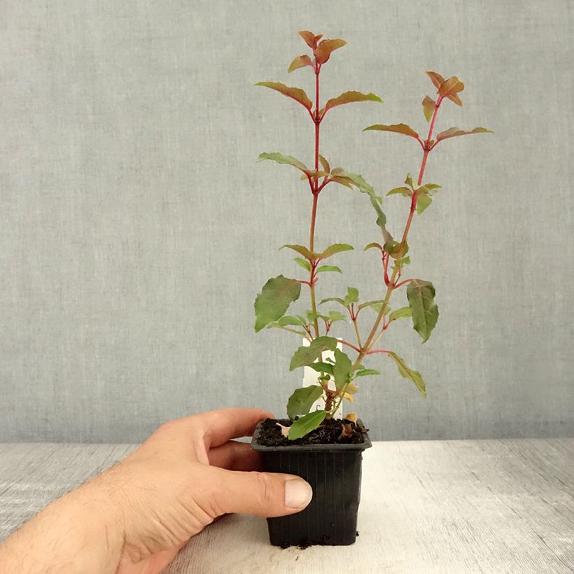 Ejemplar de Fucsia Alice Hoffman Maceta de 8/9 cm entregado en verano