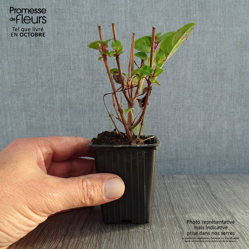 Ejemplar de Fucsia Princess Dollar Maceta de 7/8 cm entregado en otoño