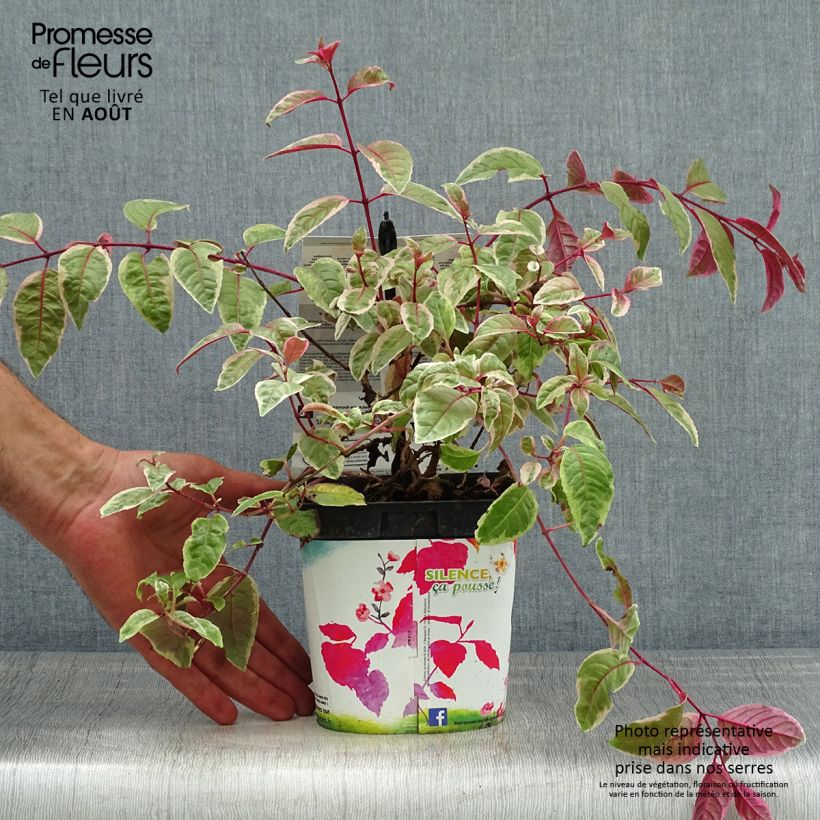 Ejemplar de Fucsia Tom West Maceta 2L/3LAltura de entrega aprox. 30cm entregado en verano
