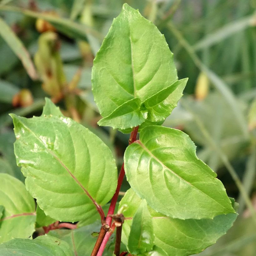 Fuchsia rustique White King (Follaje)