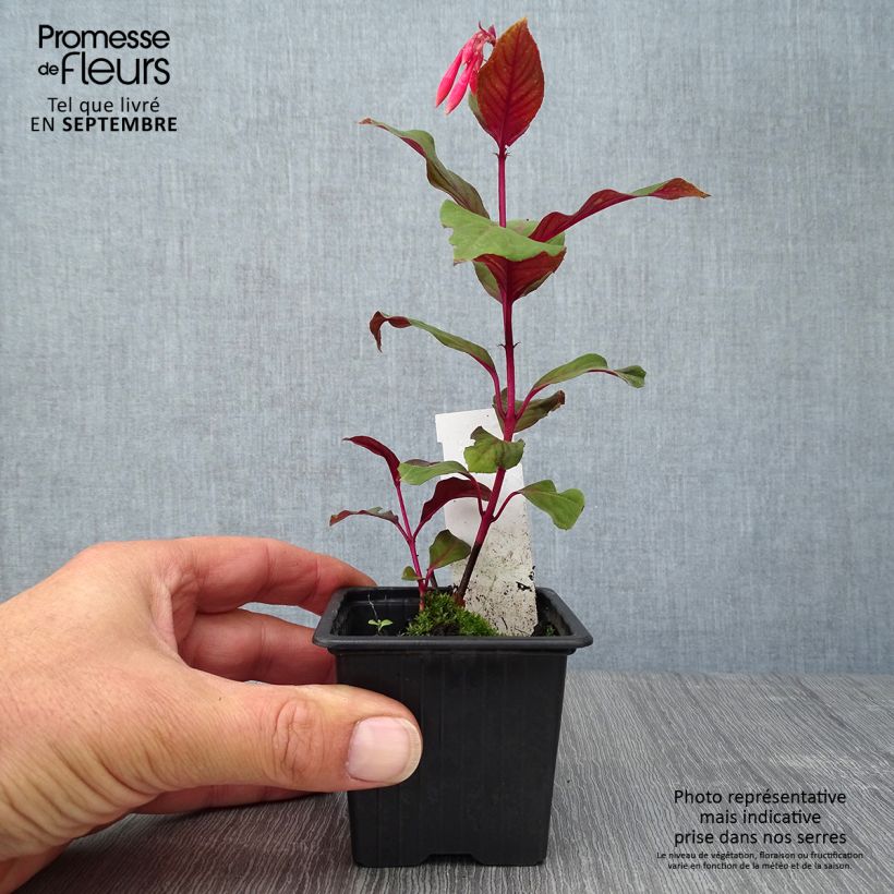 Ejemplar de Fucsia triphylla Thalia Maceta de 8/9 cm entregado en otoño