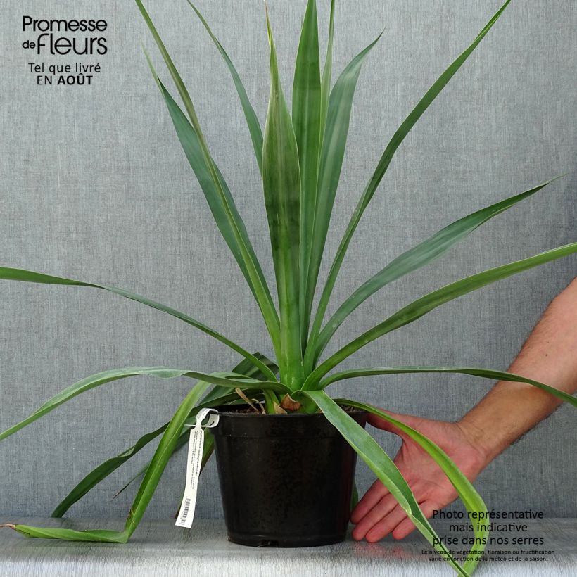Ejemplar de Furcraea bedinghausii Maceta 3L/4L entregado en verano
