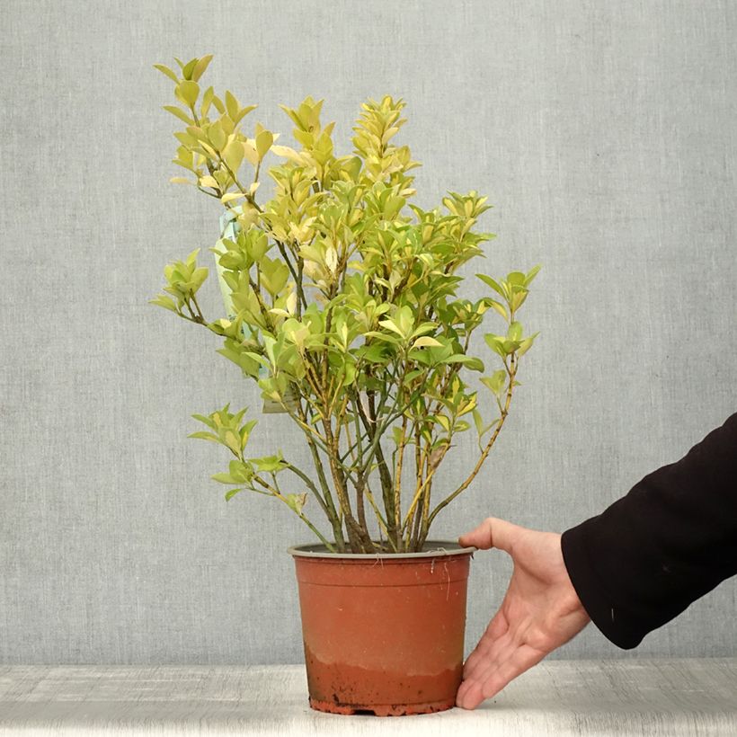 Ejemplar de Evónimo Duc d'Anjou - Euonymus japonicus Maceta 3L/4L entregado en otoño