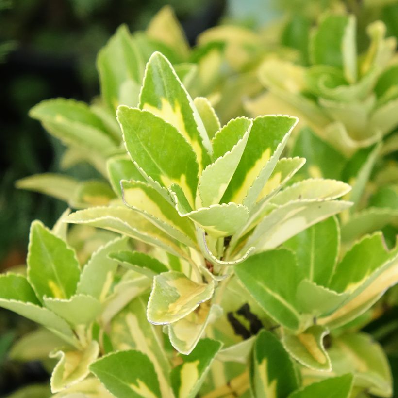Evónimo Duc d'Anjou - Euonymus japonicus (Follaje)