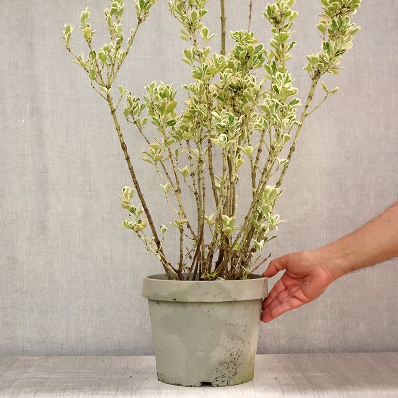 Ejemplar de Evónimo Silver King - Euonymus japonicus Maceta 7,5L/10LAltura de entrega aprox. 60+cm entregado en verano