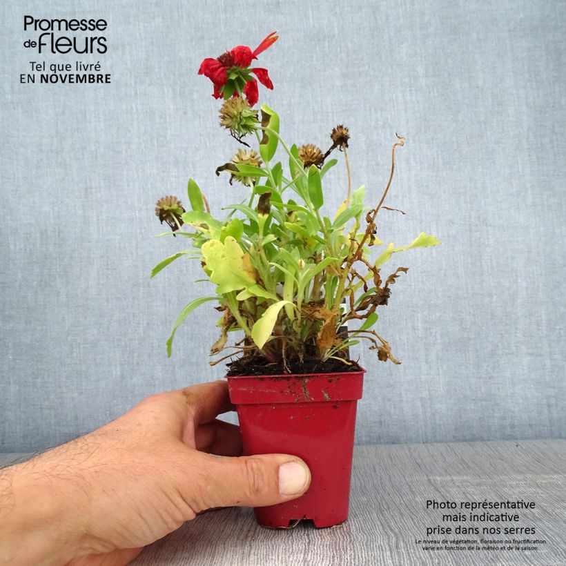 Ejemplar de Gaillardia grandiflora Arizona Red Shades Maceta de 8/9 cm entregado en otoño