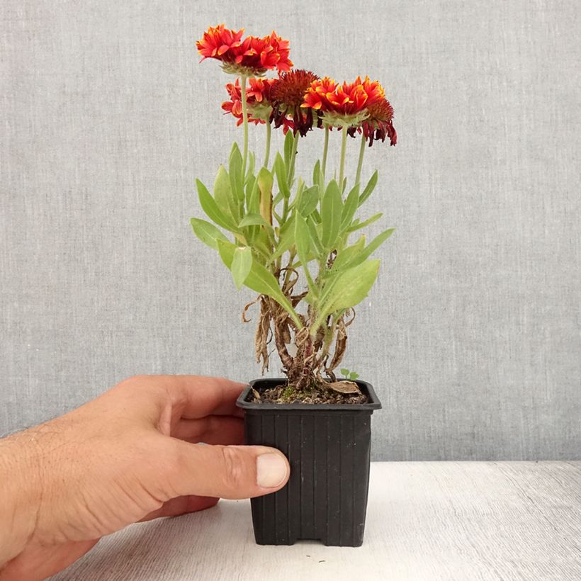Ejemplar de Gaillardia Fanfare Blaze Maceta de 8/9 cm entregado en verano